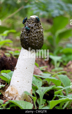 Phalle impudique (Phallus impudicus) avec greenbottle (Lucilia sericata) vole sur c Banque D'Images