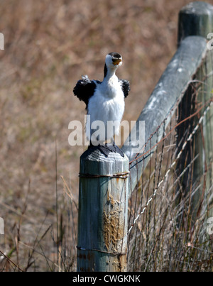 Grand cormoran, également connu sous le nom de Héron ou pied Shag, est un membre de la famille cormoran. Banque D'Images