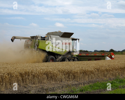 Rassemblement de moissonneuse-batteuse récolte récolte Cambridgeshire Banque D'Images