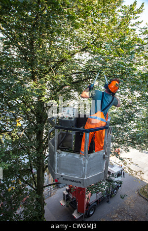 L'aménagement paysager, l'entretien des arbres, la coupe des branches d'un arbre. Banque D'Images