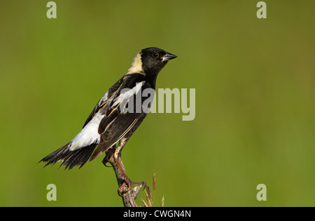 Un mâle Goglu des prés (Dolichonyx oryzivorus). L'oiseau est isolé sur un fond vert parfait. Banque D'Images