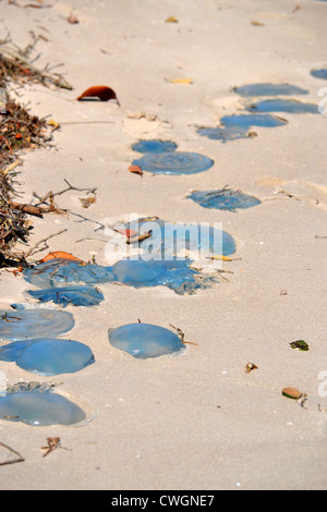 Beaucoup de graisse (Catostylus mosaicus bleu) Méduse échouée sur une plage à Bribie Island, Queensland, Australie Banque D'Images