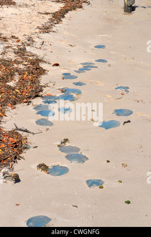 Beaucoup de graisse (Catostylus mosaicus bleu) Méduse échouée sur une plage à Bribie Island, Queensland, Australie Banque D'Images