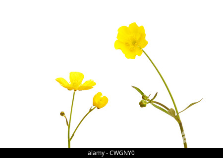 Meadow (Ranunculus acris) en été sur fond blanc Banque D'Images