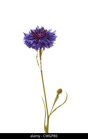 Bleuet (Centaurea cyanus bleu) en été sur fond blanc Banque D'Images