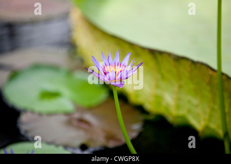 Un nénuphar en fleur pourpre, Nymphaea Rhonda Kay Banque D'Images