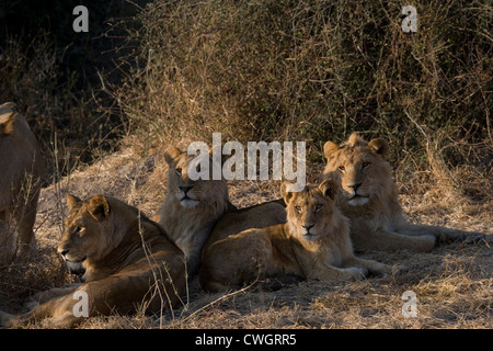 Lion animal sauvage de la faune sauvage de l'Okavango au Botswana Banque D'Images