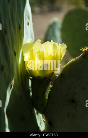 La floraison cactus dans le désert - Bib Bend National Park, Texas Banque D'Images