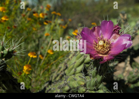 La floraison cactus dans le désert - Bib Bend National Park, Texas Banque D'Images