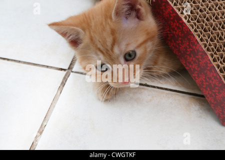 Ginger Kitten Playing avec Scratch n'Sformes un type de poteau de éraflure faite avec du papier recyclé Banque D'Images