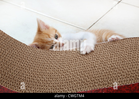 Le gingembre et Blanc chaton jouant avec Scratch n'Sformes un type de poteau de éraflure faite avec du papier recyclé Banque D'Images