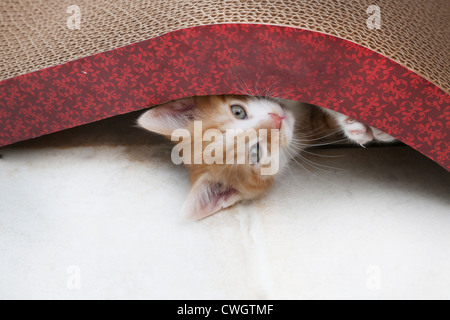 Le gingembre et Blanc chaton jouant avec Scratch n'Sformes un type de poteau de éraflure faite avec du papier recyclé Banque D'Images