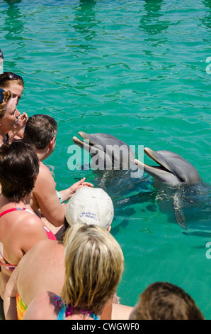 Parc des dauphins rencontrer dans Buena Vista Réserve de biosphère de l'UNESCO, l'établissement Buena Vista Bay, Cayo Santa Maria, Cuba. Banque D'Images