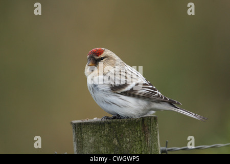 L'Arctique canadien Le Sizerin flammé Carduelis Hornemann hornemanni hornemanni , Shetland, Écosse, Royaume-Uni Banque D'Images