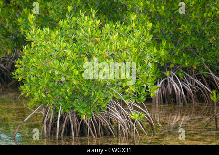 La forêt de mangrove rouge à Buena Vista Réserve de biosphère de l'UNESCO, l'établissement Buena Vista Bay, Cayo Santa Maria, Cuba. Banque D'Images