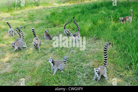 Une TROUPE DE QUEUE ANNEAU LÉMURIENS DANS LE WEST MIDLAND SAFARI PARK WEST MIDLANDS BEWDLEY Banque D'Images