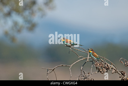 European Bee-eaters, Merops apiaster. L'Espagne. Banque D'Images