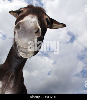 Portrait d'animaux,âne,tête d'âne Banque D'Images