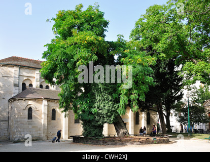 Paris, France. Le plus vieil arbre de Paris, un robinier ou faux acacia, plantés en 1601, par l'église de Saint-Julien le pauvre Banque D'Images