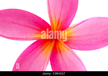 Fleur de frangipanier isolé sur blanc , super close up Banque D'Images