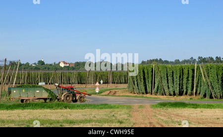 Hop avec jardin, près du village de Steknik, République Tchèque Banque D'Images