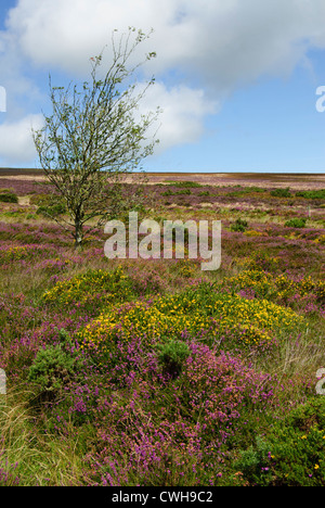 Dunkery Beacon, point le plus élevé du Parc National d'Exmoor de fleurs de bruyère Banque D'Images