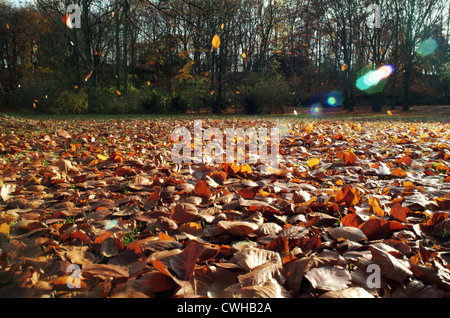 Berlin, feuilles d'automne sur un pré Banque D'Images