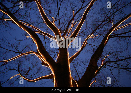 Berlin, décorées avec des arbres des chaînes d'Unter den Linden Banque D'Images