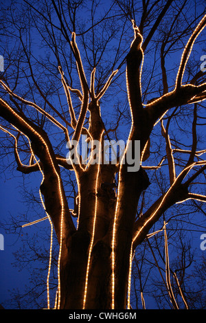 Berlin, décorées avec des arbres des chaînes d'Unter den Linden Banque D'Images