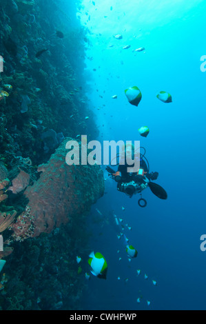 Une femme photographe sous-marin le long du mur à Bunaken, Sulawesi du Nord. Banque D'Images