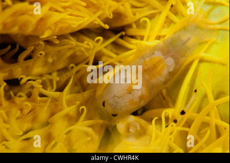 Un isopode vivant dans Cirlolanid translucide une plume star en Sulawesi du Nord. Banque D'Images