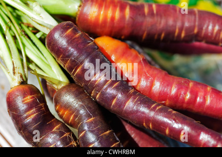 Libre d'un tas de matières premières, frais, carottes colorés dans des tons orange, rouge et violet sur l'affichage à un marché agricole. Banque D'Images