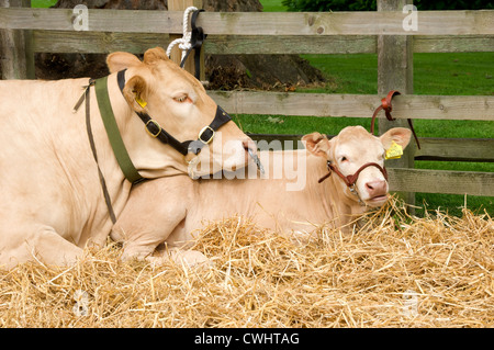 Gros plan sur le bétail de vaches et de veaux Blonde d'Aquitaine au Thornton le Dale Show North Yorkshire England UK Royaume-Uni GB Grande-Bretagne Banque D'Images