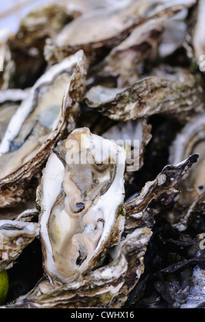 Coquilles d’huîtres Banque D'Images