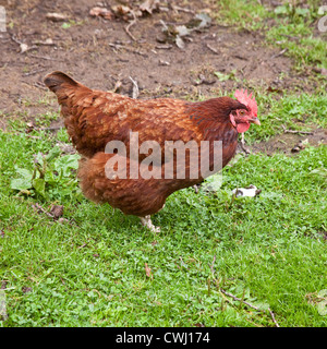 Buff orpington poulets de race croisée, Cornwall, Angleterre, Royaume-Uni. Banque D'Images