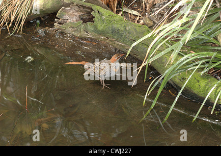 Buff-banded Rail, Gallirallus philippensis, le Zoo de Melbourne. Banque D'Images