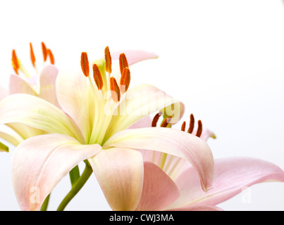 Close up image of lily rose pâle Banque D'Images
