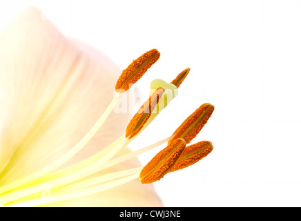 Libre de droit de pollen sur les étamines lily Banque D'Images