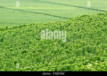 Vignoble verdoyant en été dans la région de Rheingau, Hesse, Allemagne Banque D'Images