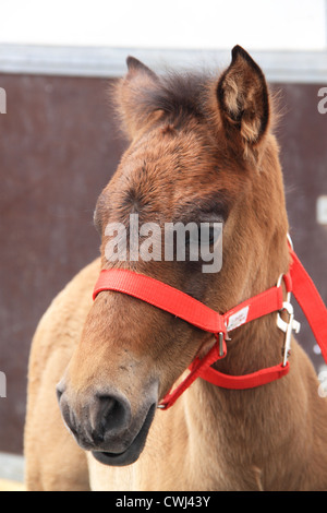 Portrait d'un jeune cheval avec bride rouge Banque D'Images