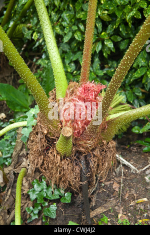 Gunnera manicata Gunnera géant ou plante, Cornwall, Angleterre, Royaume-Uni. Banque D'Images