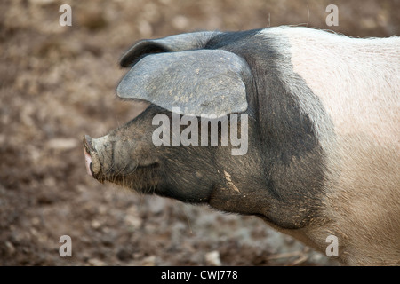 Saddleback cochon. Cornwall, Angleterre, Royaume-Uni. Banque D'Images