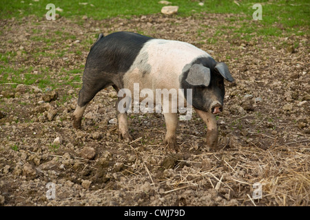 Saddleback cochon. Cornwall, Angleterre, Royaume-Uni. Banque D'Images