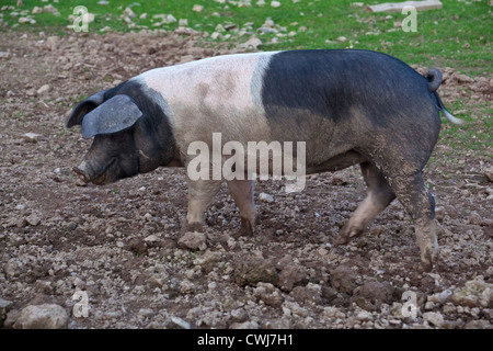 Saddleback cochon. Cornwall, Angleterre, Royaume-Uni. Banque D'Images