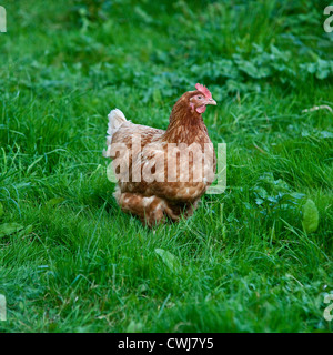 Buff orpington poulets de race croisée, Cornwall, Angleterre, Royaume-Uni. Banque D'Images