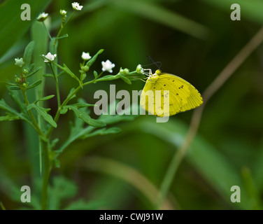 Papillon, jaune, l'herbe commune Eurema Hécube, sucer le miel de fleur, pollinisation, Close up, copy space Banque D'Images