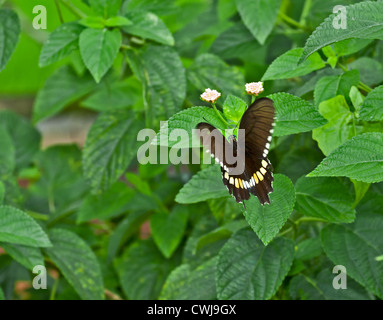 Papillon, Mormon Papilio polytes, commune, sucer le miel de fleur, les ailes battantes, pollinisent, Close up, copy space Banque D'Images