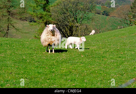 Brebis et l'agneau, au nord du Pays de Galles Banque D'Images