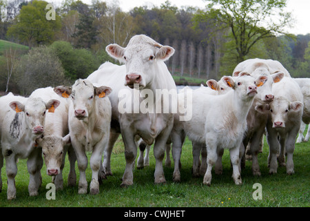 Troupeau de vaches charolaises (Bos taurus domesticus (France). Groupe de broutards (Bos taurus domesticus) de race Charolaise (France) Banque D'Images