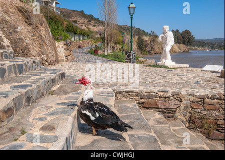 Le canard de Barbarie (Cairina moschata), Alcoutim, Algarve, Portugal Banque D'Images